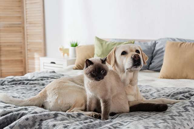 assicurazioni cane gatto